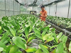 Đắk Nông: Xây dựng mô hình sản xuất hoa công nghệ cao